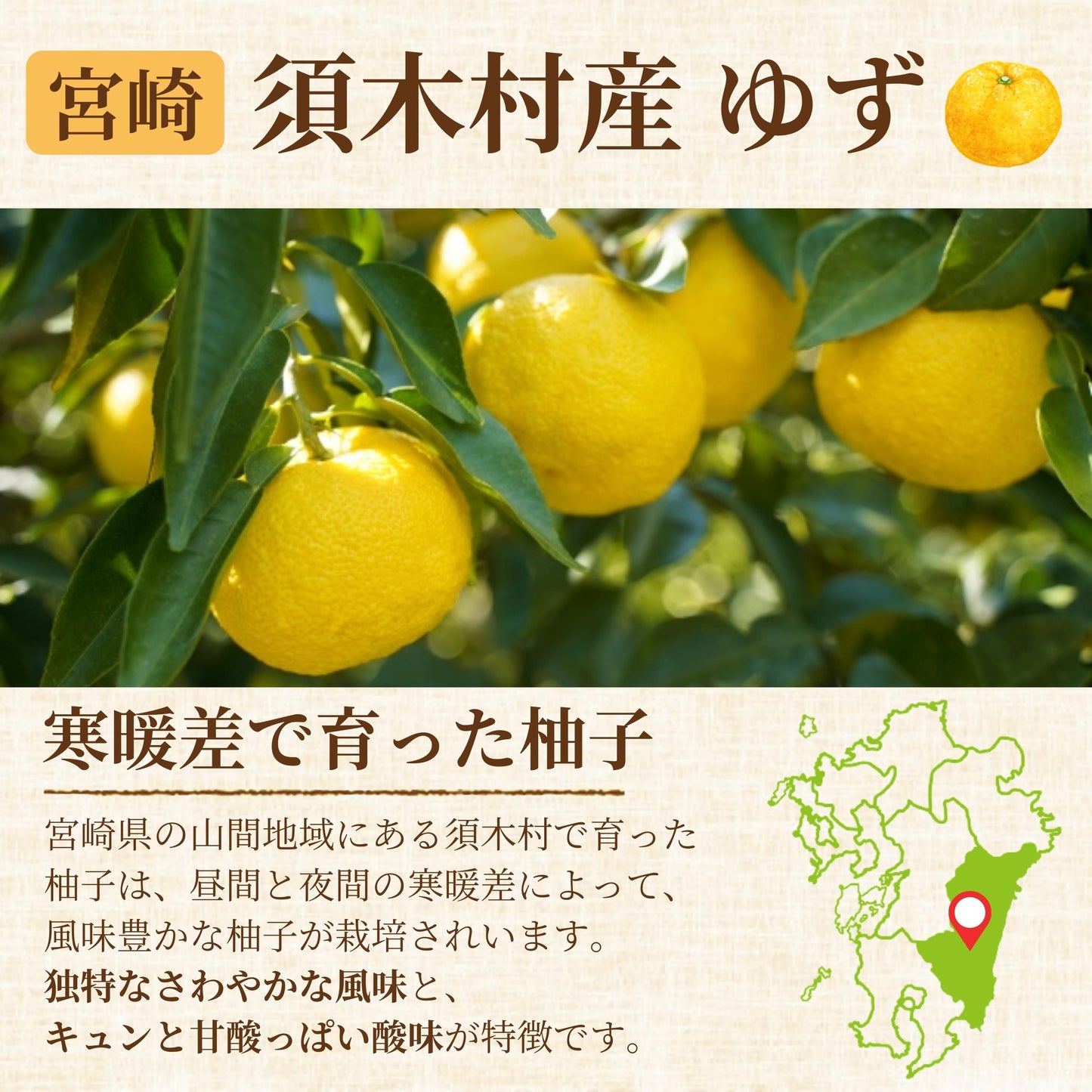 CITRUS Citoile 美容ドリンク 無添加 コーディアルシロップ カクテル 柑橘 レモン 宮崎県 へべす 柚子 健康ドリンク 飲む美容液 コーディアル シロップ スムージー ヨーグルト 健康飲料 焼酎 健康 美容 250g 3本セット